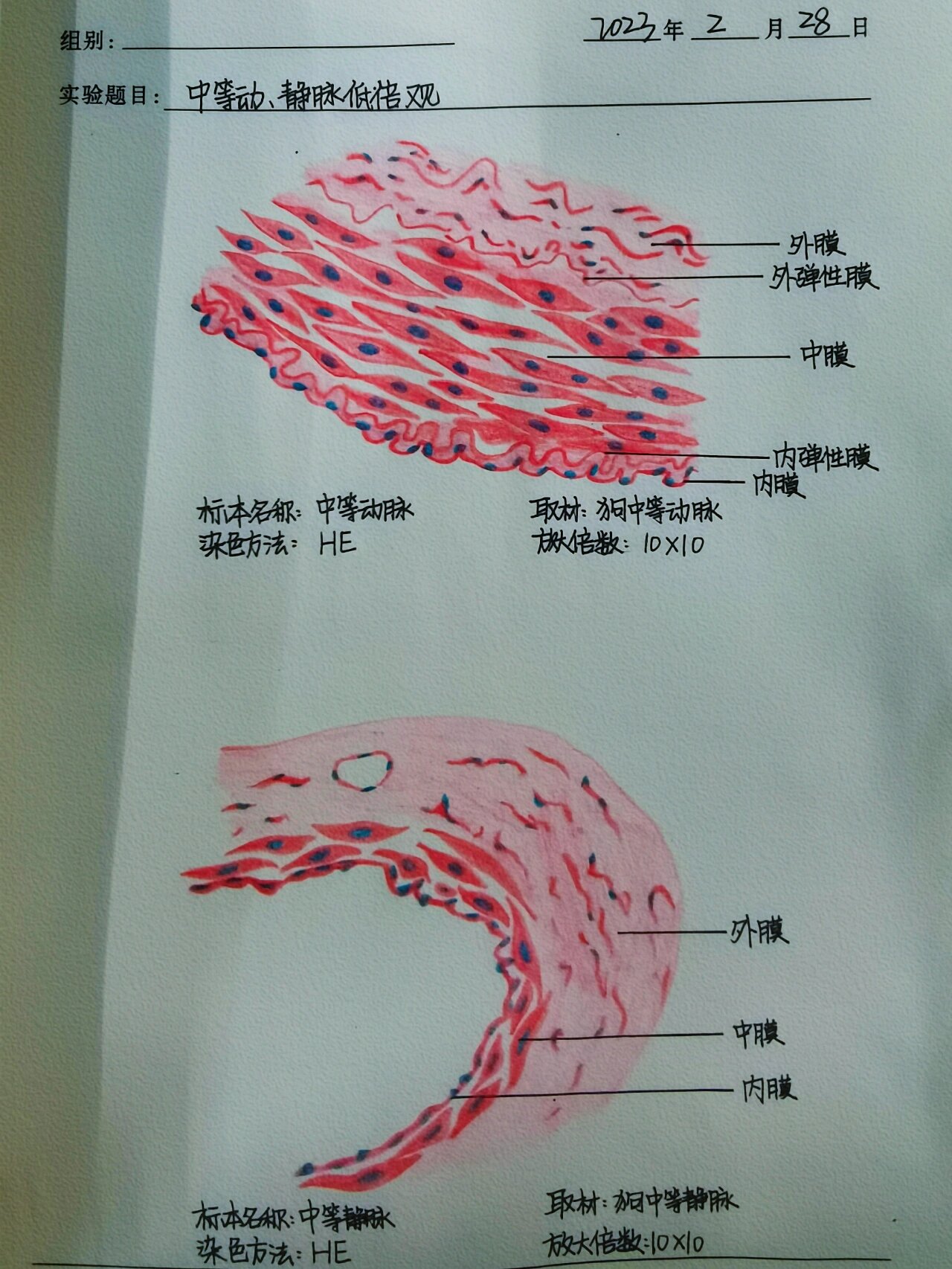 小静脉光镜图图片