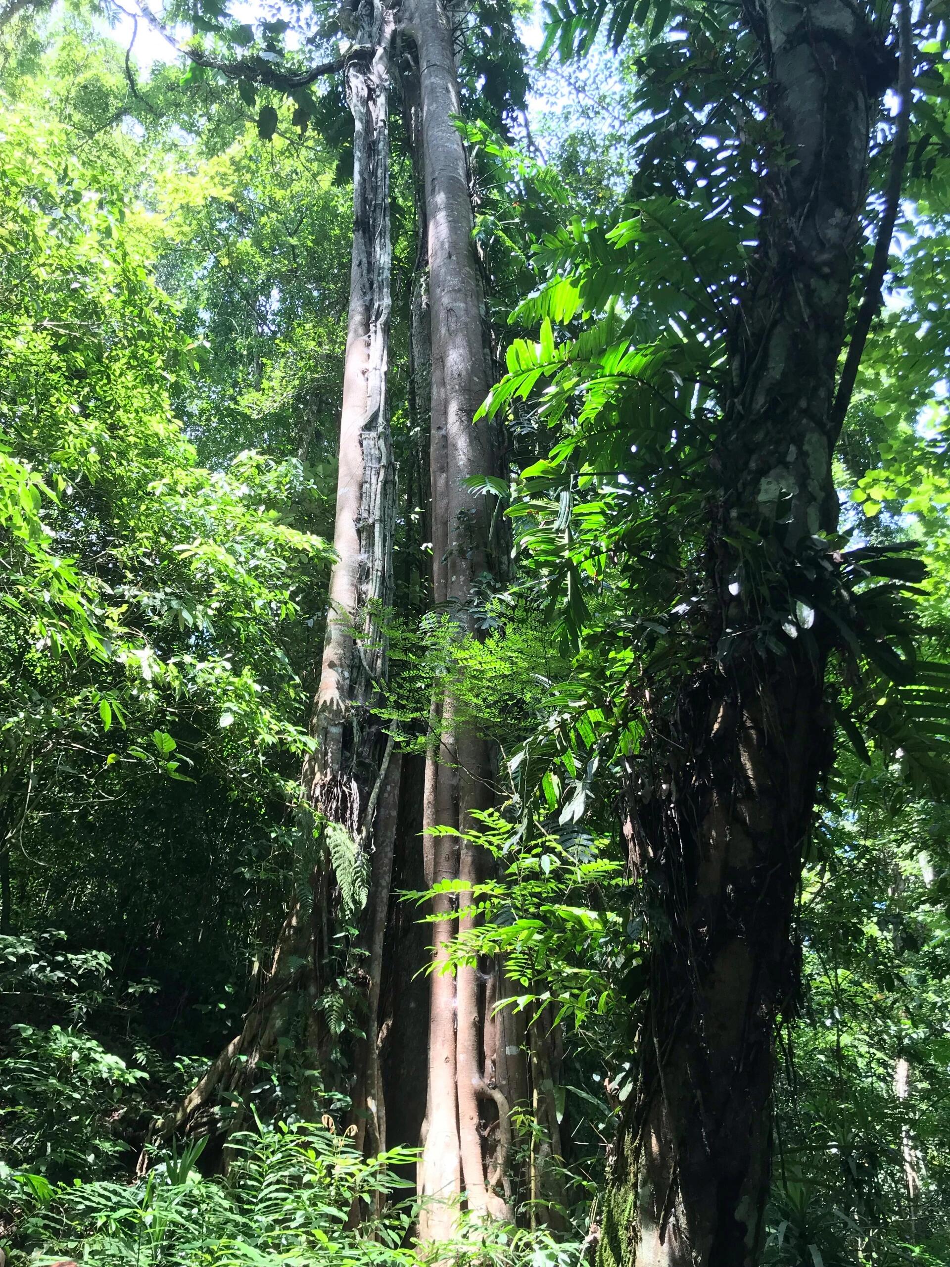 中国自然地理科普(25)—西双版纳热带雨林