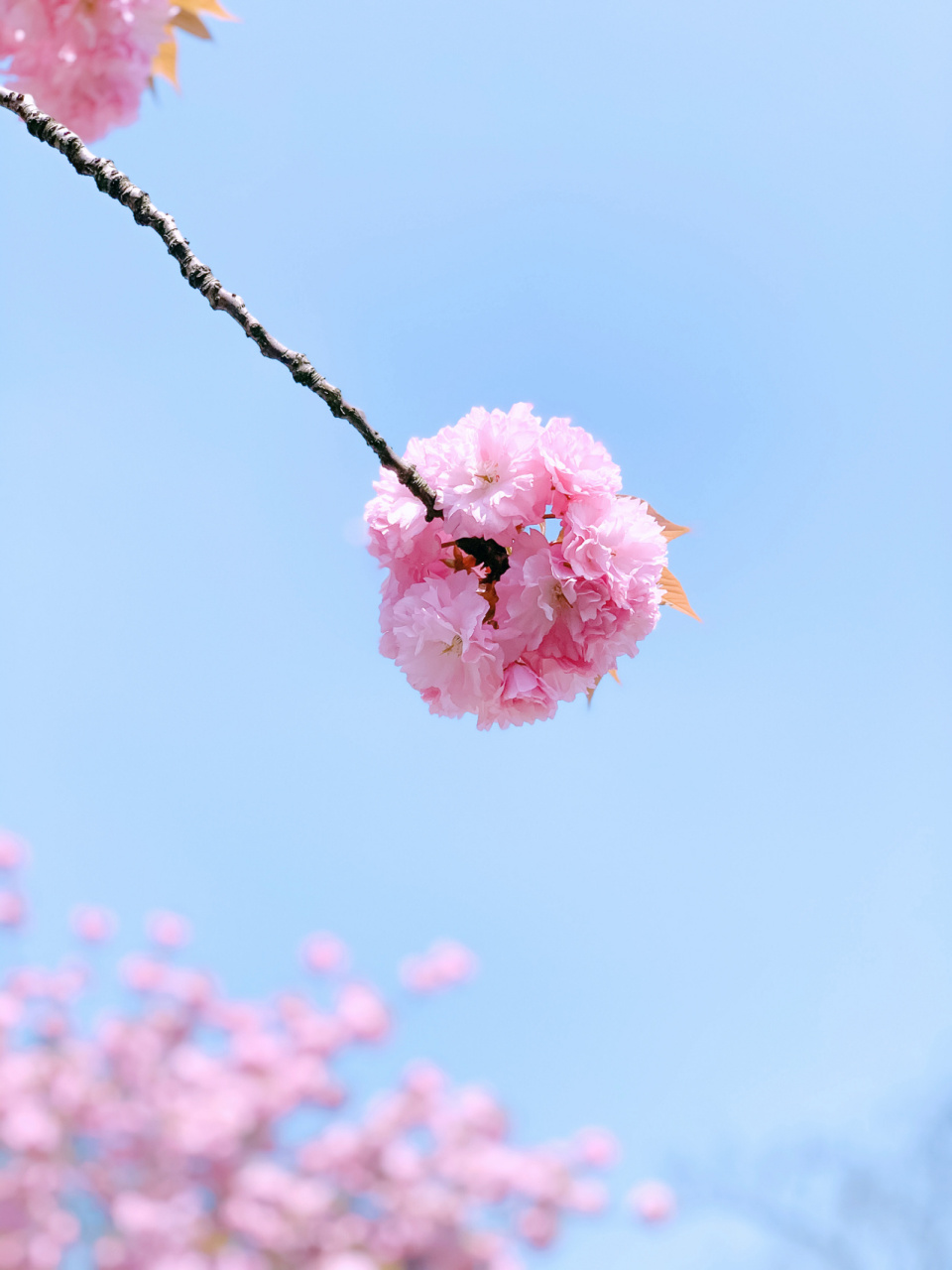 误入樱花94林 日本晚樱—-关山樱,又称红樱 以花朵大,重瓣著称