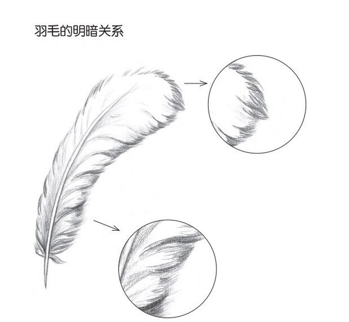7315铅笔素描如此简单-羽毛 02羽毛的画法 - 使用铅笔类型:hb