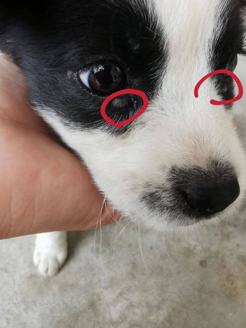 狗眼皮长了凸起个疙瘩图片