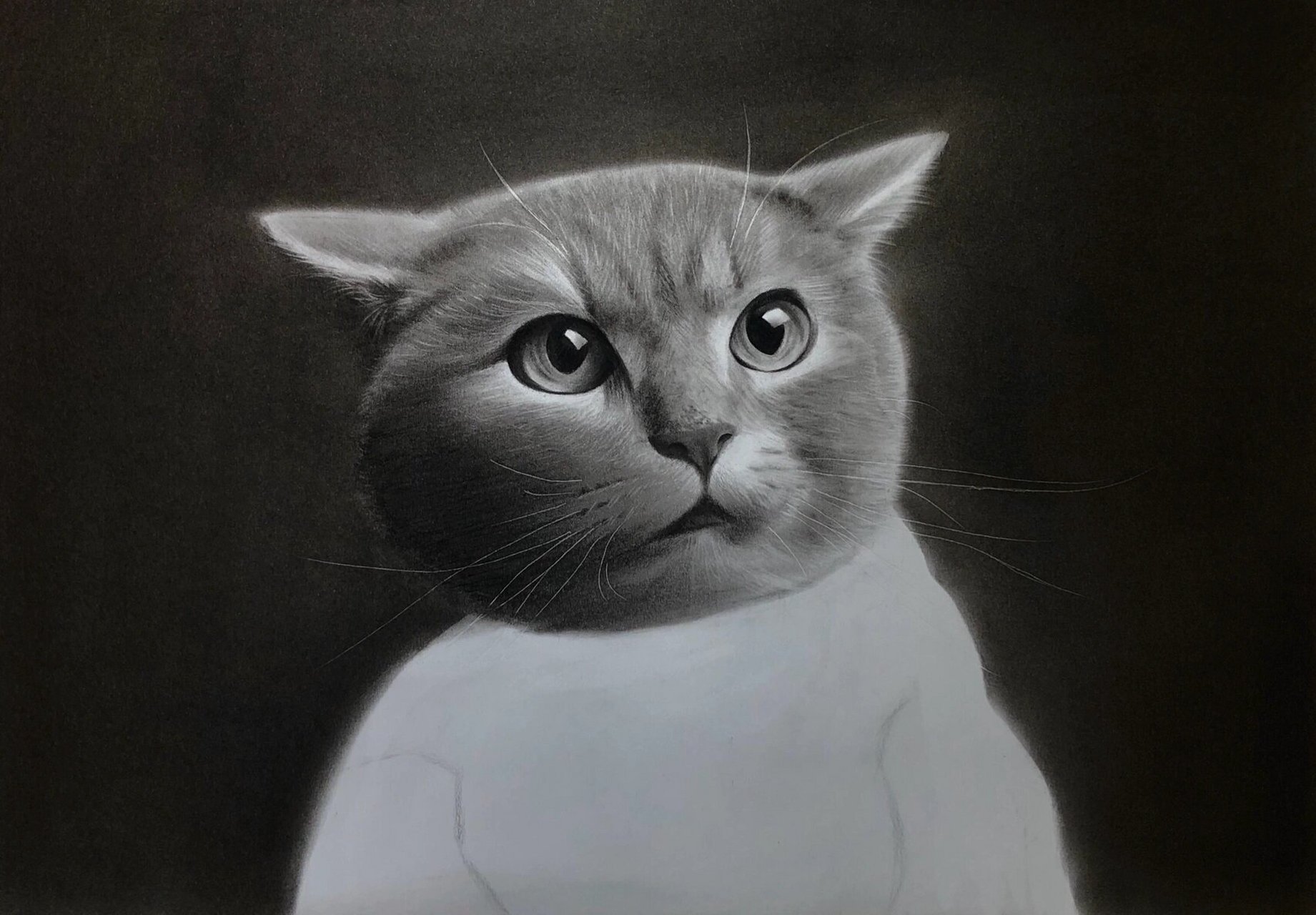 【素描动物】呆萌的飞机耳小猫咪🐱(附步骤图) 所用工具:炭笔,索斯