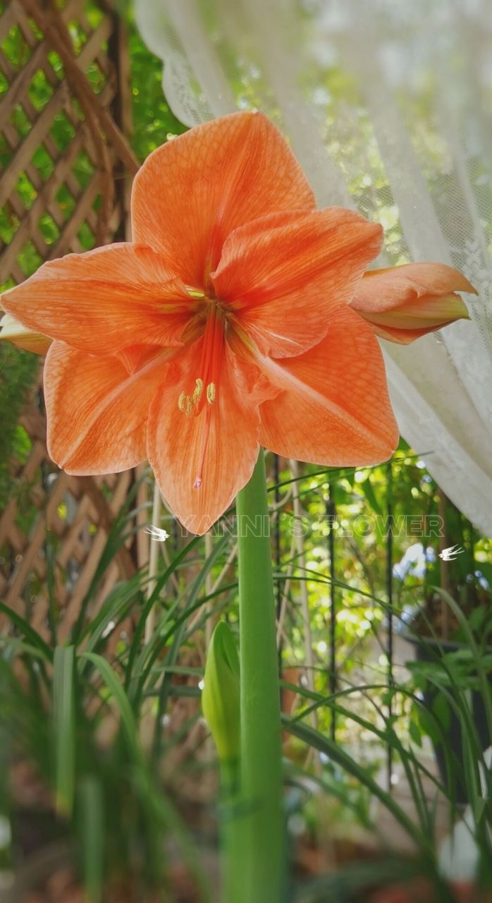 朱顶红雷诺娜明媚的橙色系 雷诺娜开了,橙色系真的是好明媚,好好看呀