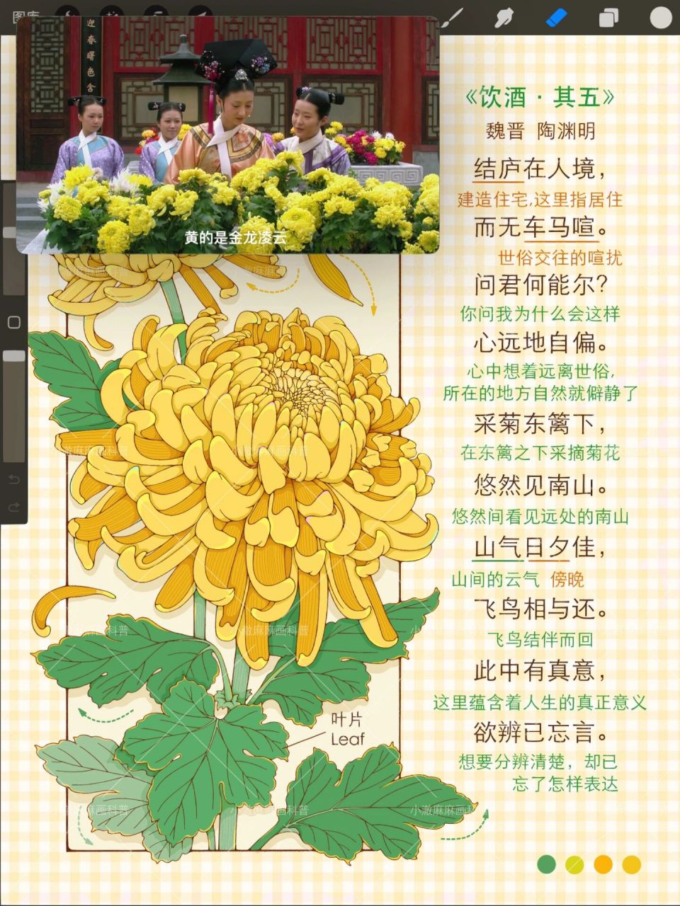 菊花|植物诗词科普|采菊东篱下,悠然见南 我喜欢边画画边听剧,在看