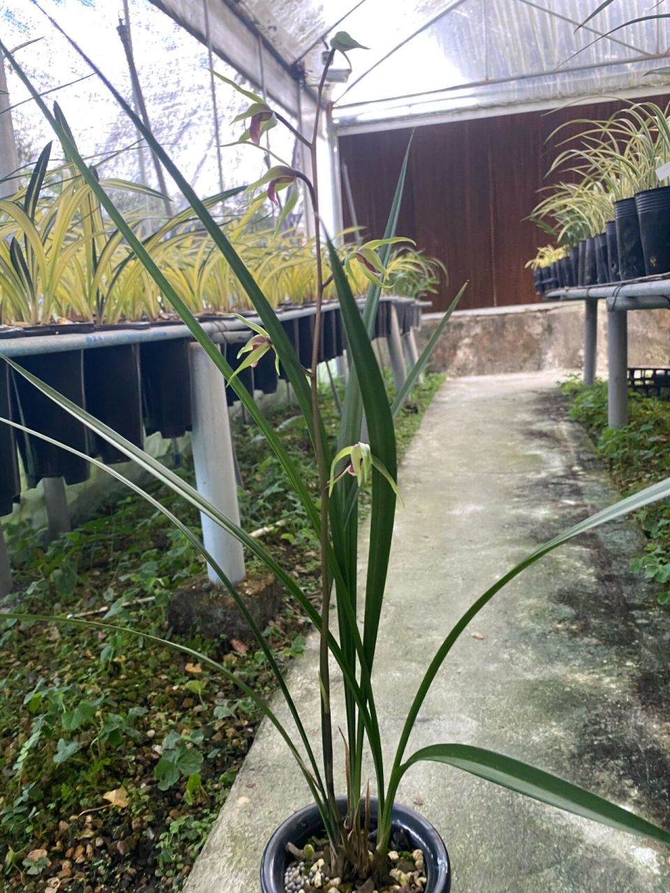 寒兰雪中红,带花红舌,超美