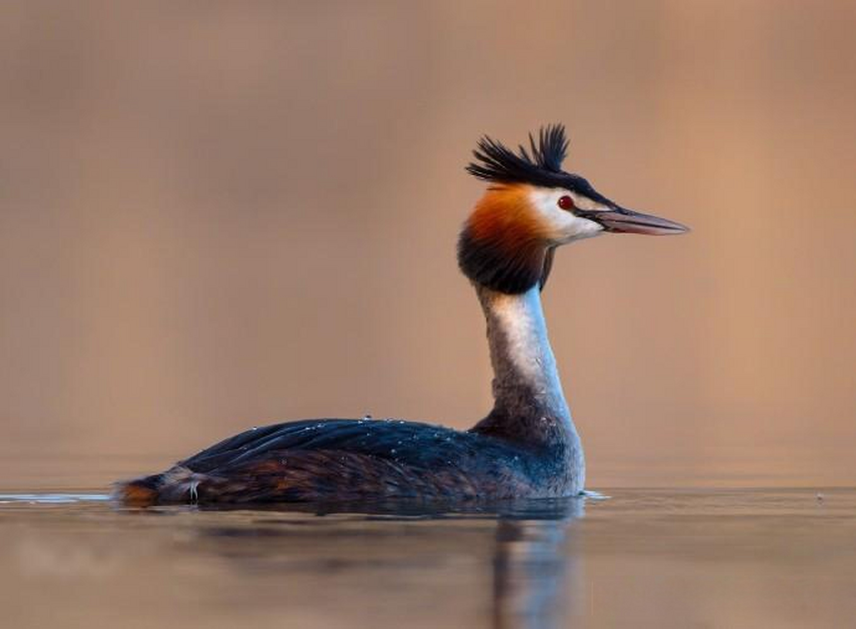 鸟类主题摄影作品 摄影师:annett franz