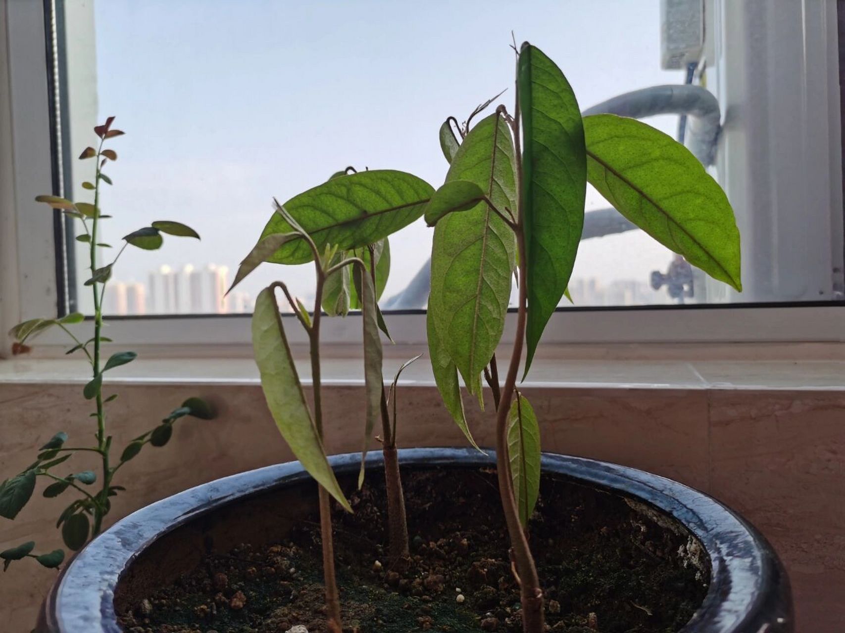 看图猜植物,应该只有种过的才能猜的出来吧 提示:南方生长的 猜出来的