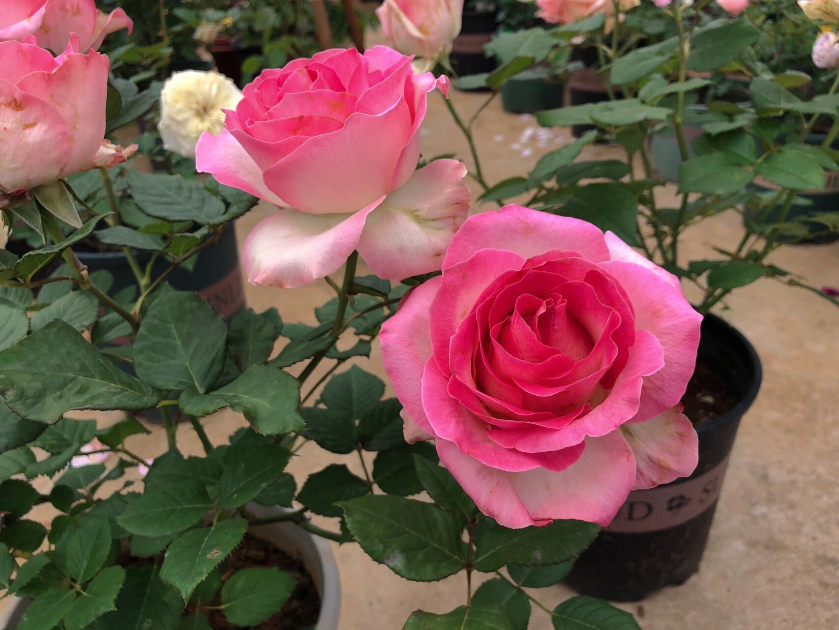 月季雪山系列 入手了5个雪山系列切花月季,开花很好看,就是无香,前段