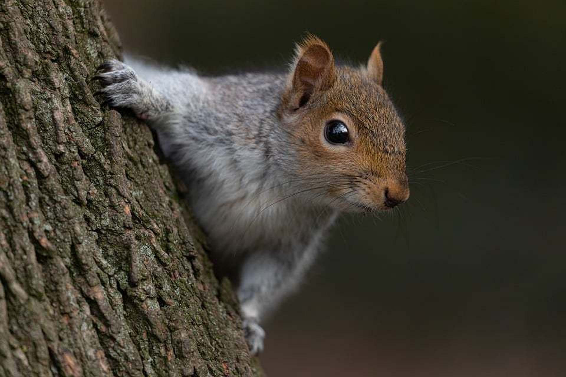 动物趣图#萌萌可爱的小松鼠,趴在树上,机警的环顾四周,样子萌极了.