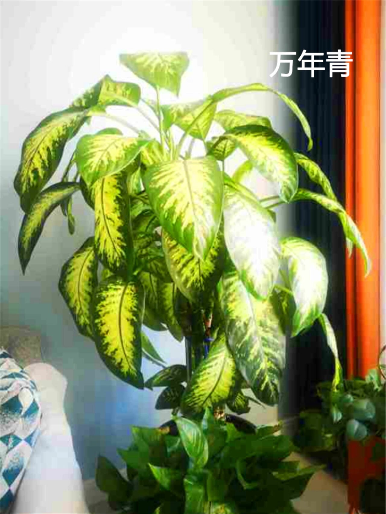 吸甲醛最厉害的9种植物,第一名竟是它 几年前,南京市绿化园林局,联合