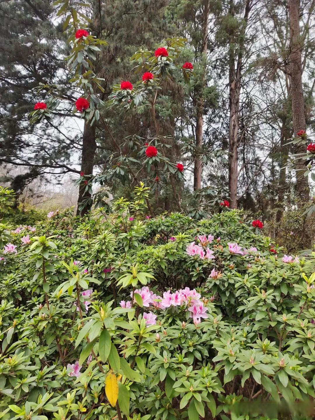 云南被誉为我国的植物王国是全国植物种类最多的省份;热带亚热带