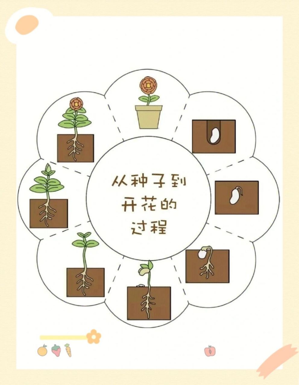 幼儿园环创||种子的秘密 🍒高清素材可直接打印🍒种子的秘密