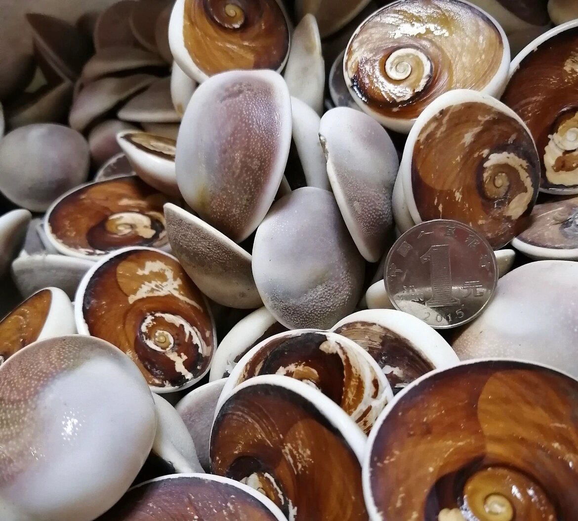 天然海螺贝壳化石太阳贝原石海洋古生物标本