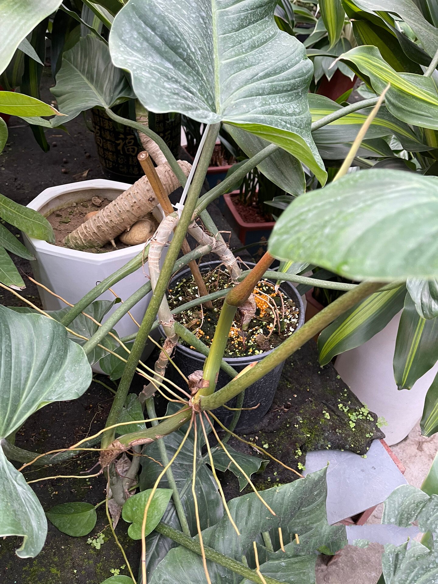 角落里的绿宝石96#红苞喜林芋