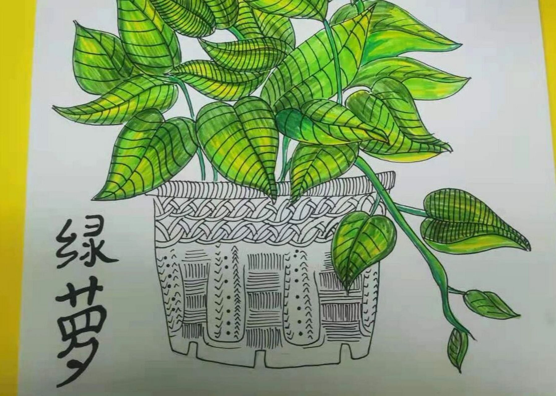 绿萝绘制～儿童画 《疯长的绿萝》绿萝属阴性植物,喜湿热的环境,忌