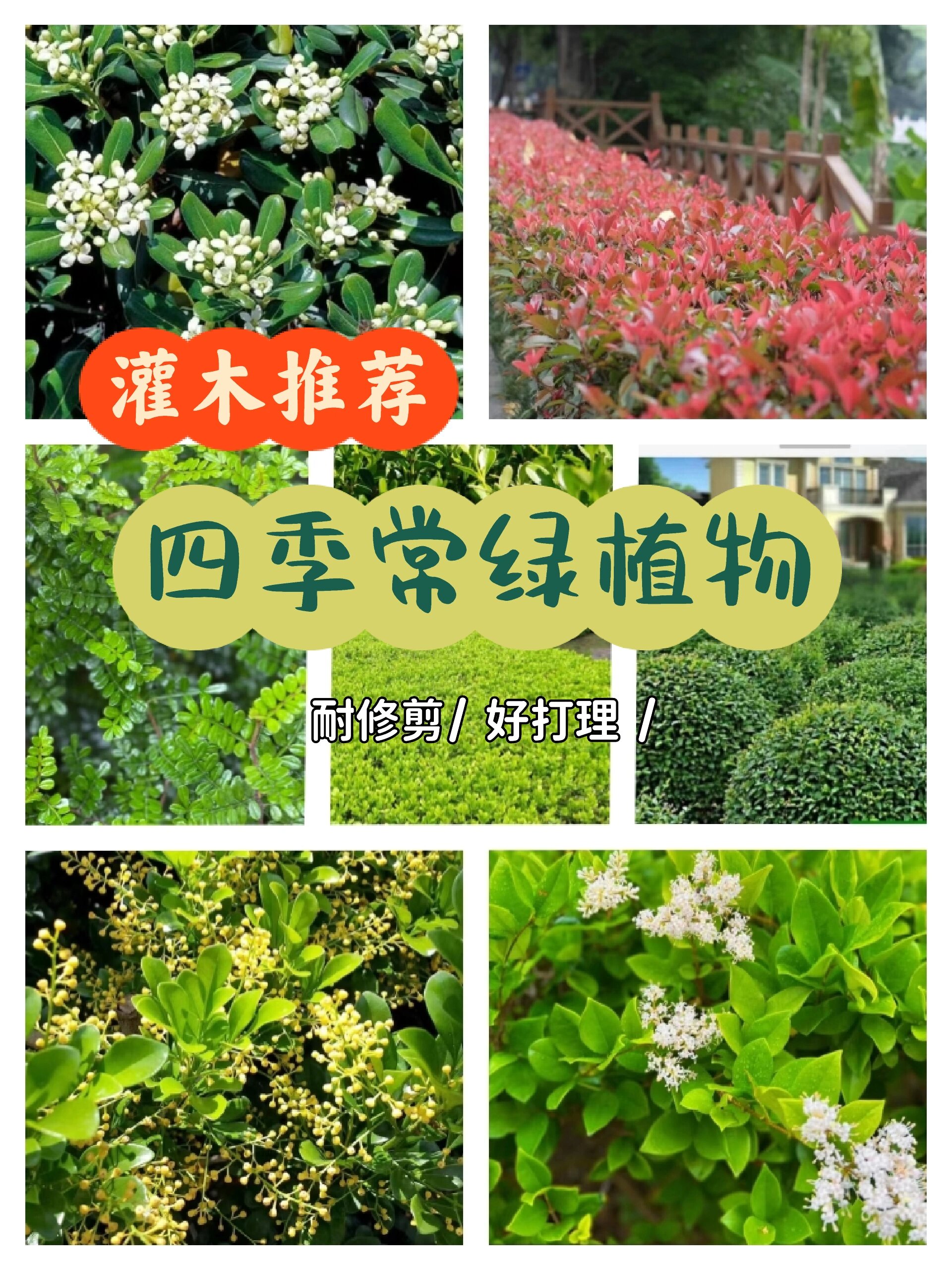 灌木植物特点图片