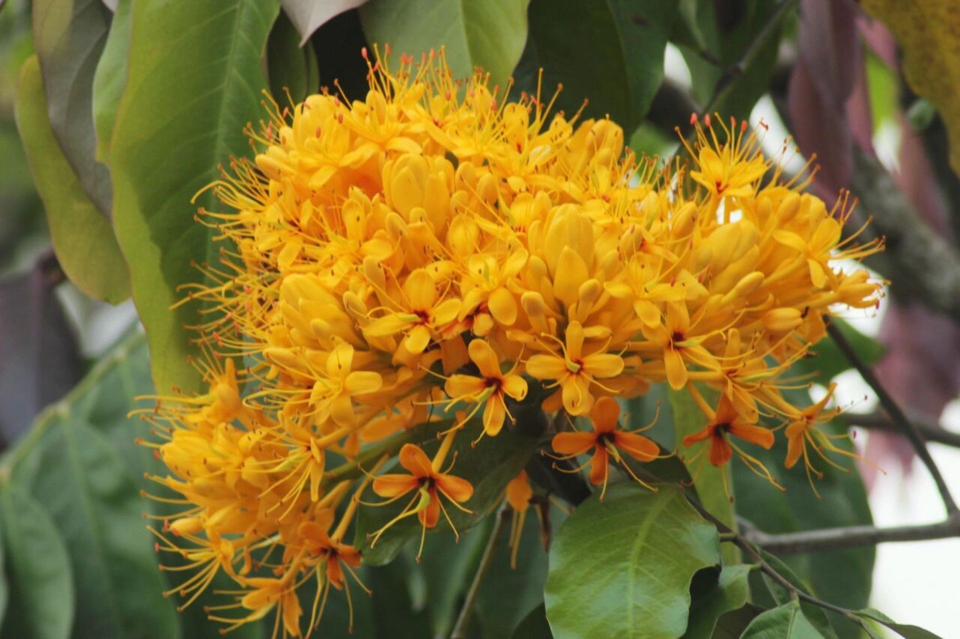 中国无忧花 中国无忧花(学名:saraca dives pierre)