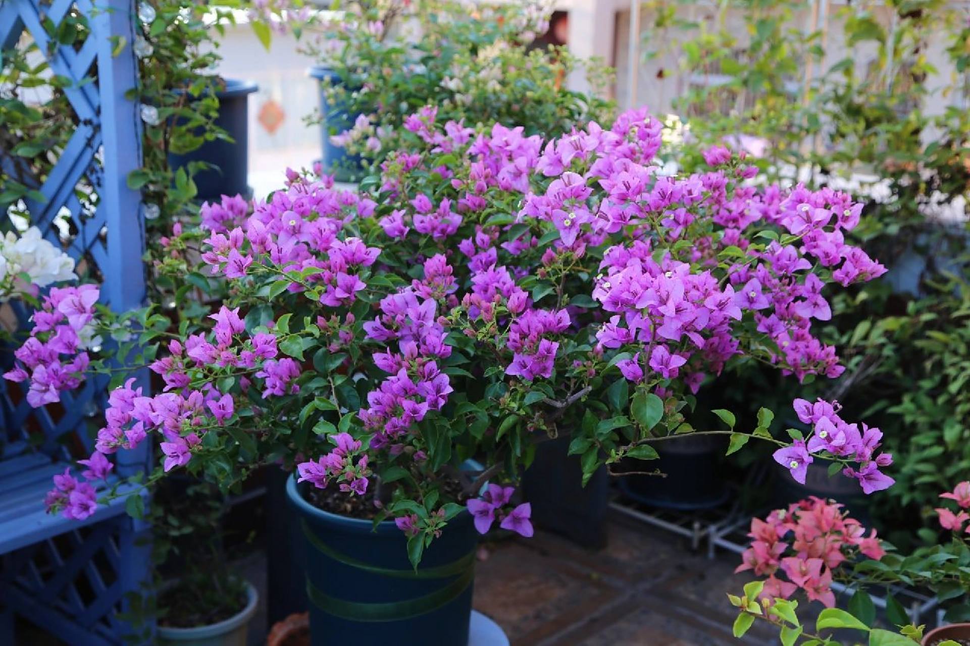 三角梅 巴西紫爆花了 小花园已美出天际