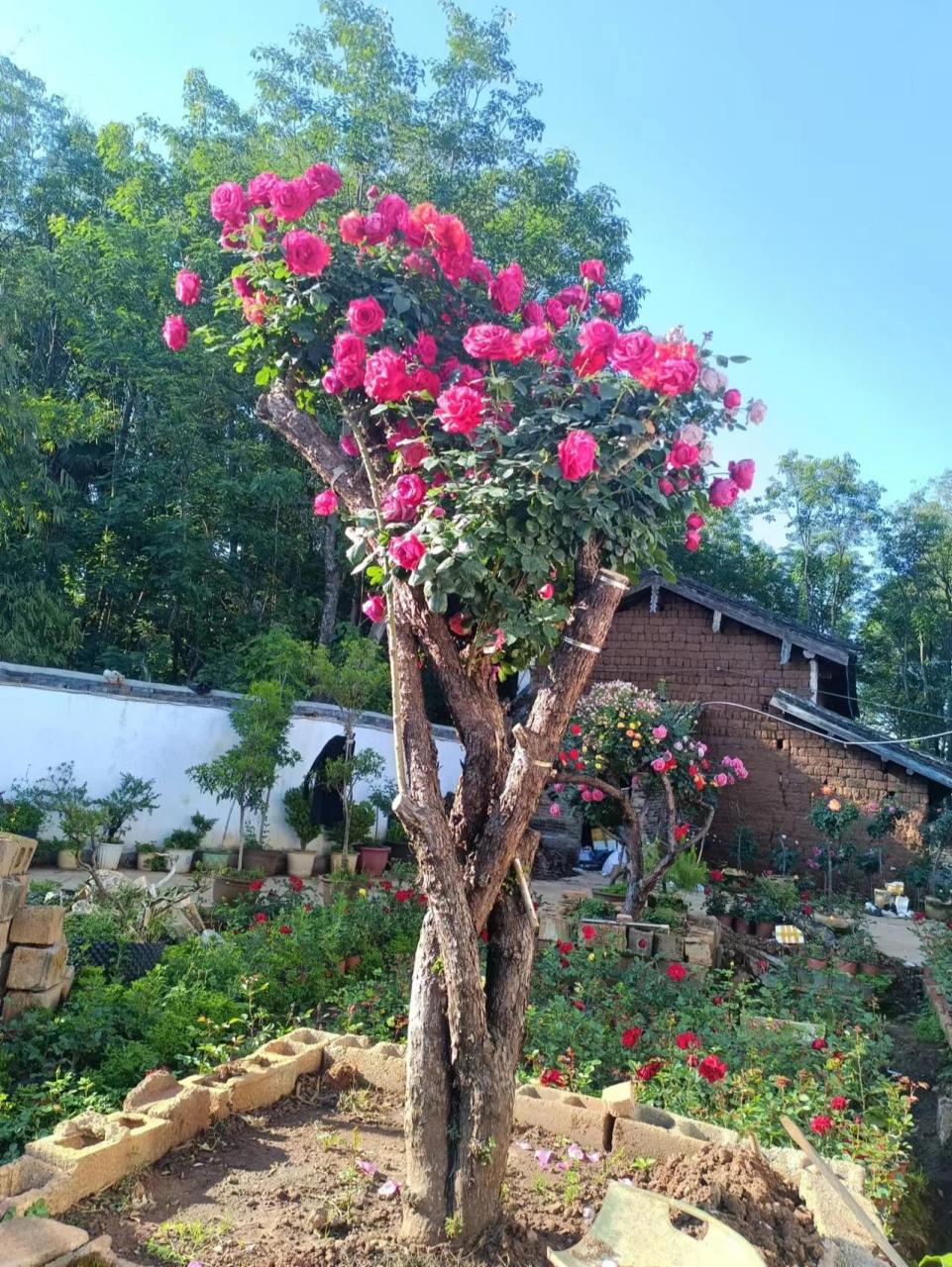 百年山木香嫁接月季 山木香生长丽江原始森林,嫁接不同月季,又称"丽江