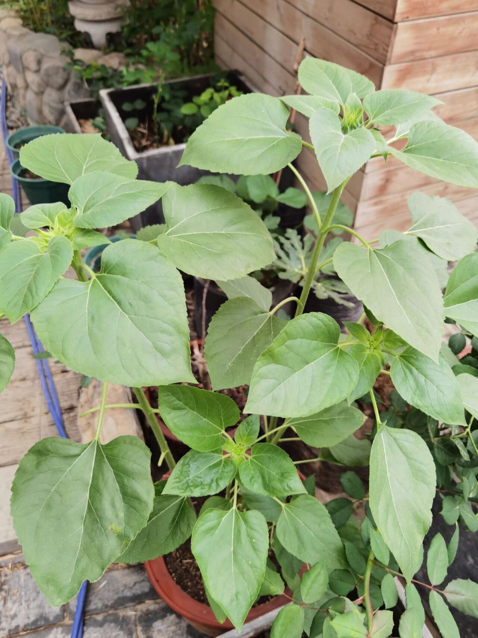 94向日葵从现蕾到开花,一般约需20天左右,是营养生长和生殖生长并