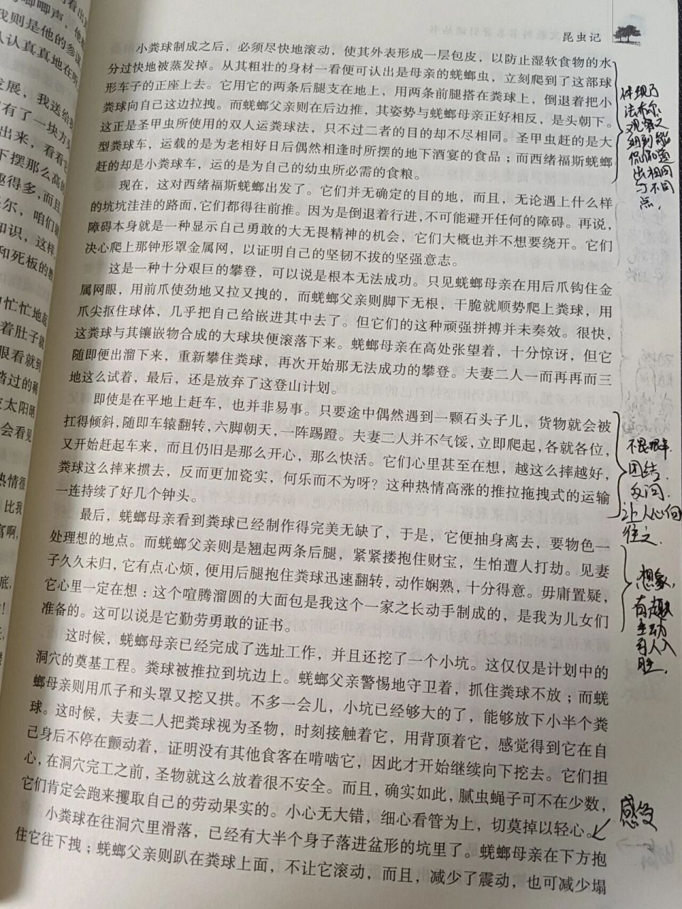 舒适西绪福斯蜣螂与蜣螂父亲之本能字丑勿喷