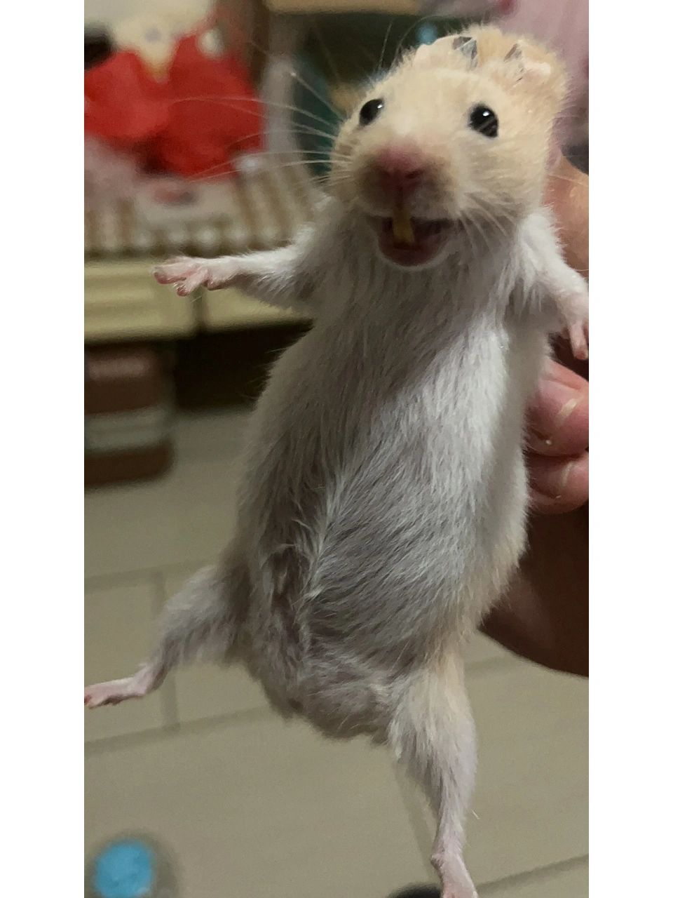 仓鼠肚子好大怎么办98!   肚子变大是胀气还是什么原因