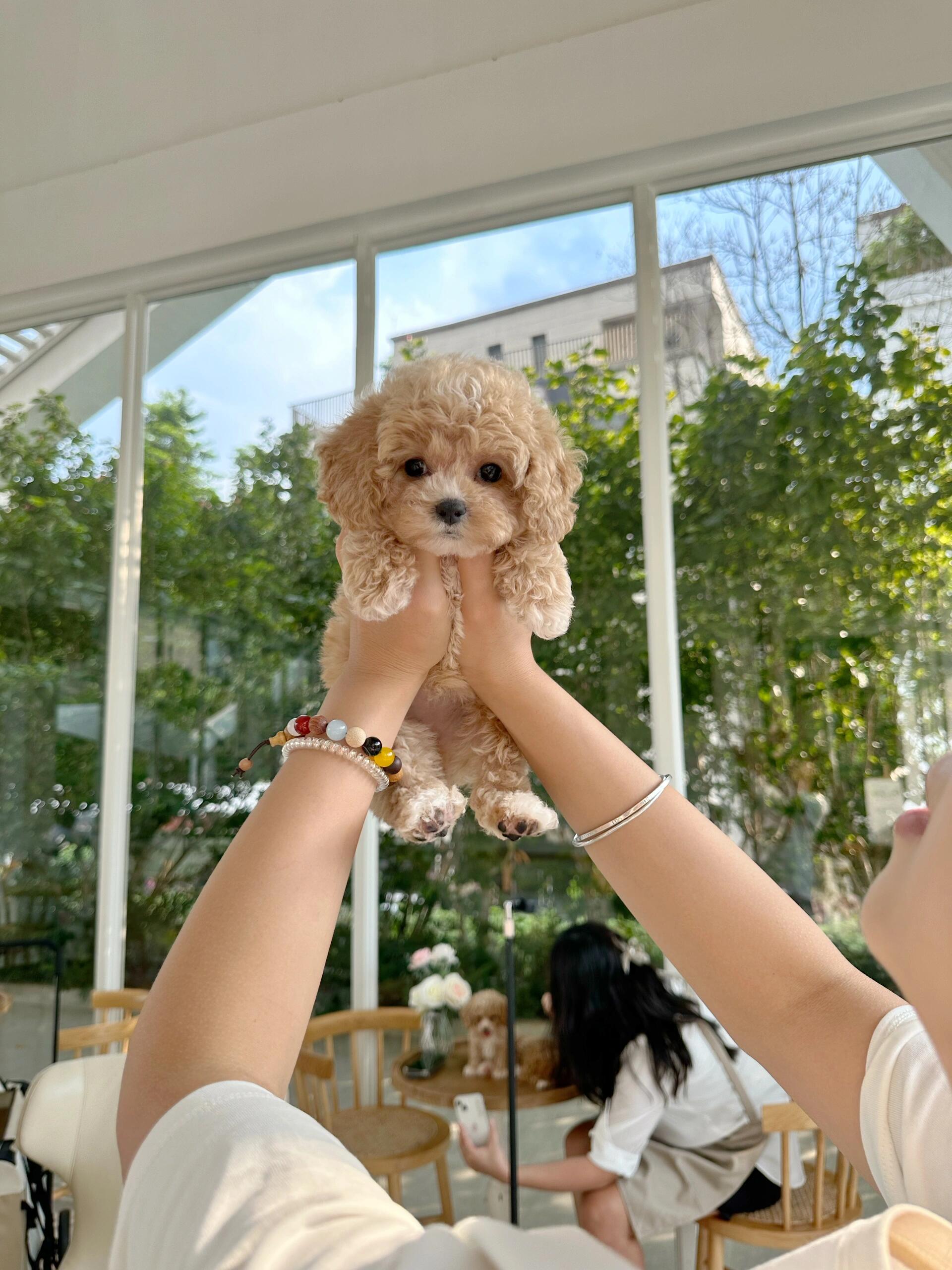 可爱的泰迪熊到底能不能养?