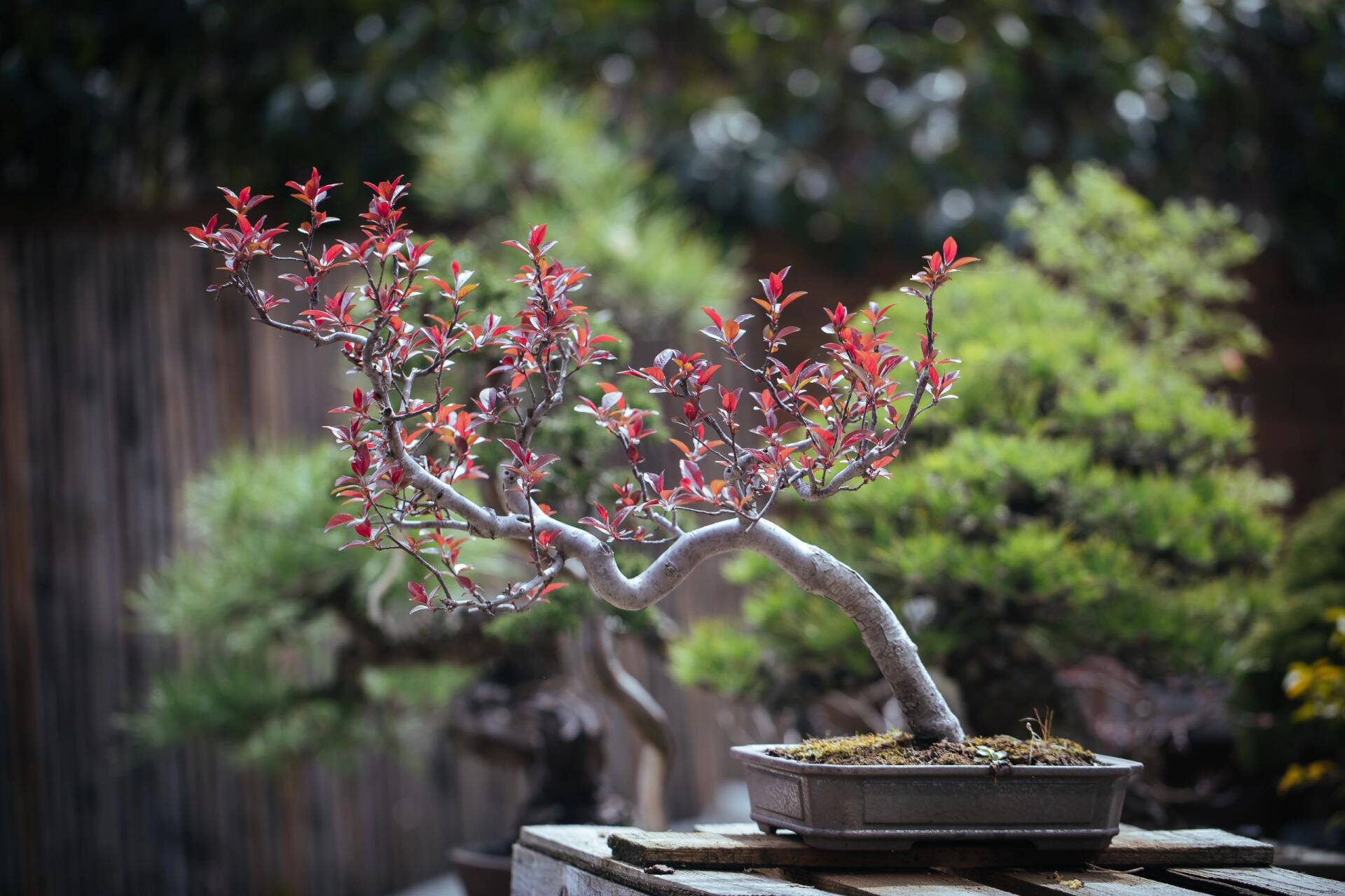 皇家雨点海棠开花图片图片