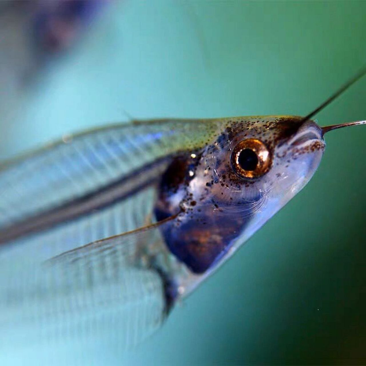 🐟名:玻璃猫 别称:玻璃缺鳍鲶 玻璃猫鱼成鱼体长10～12厘米左右