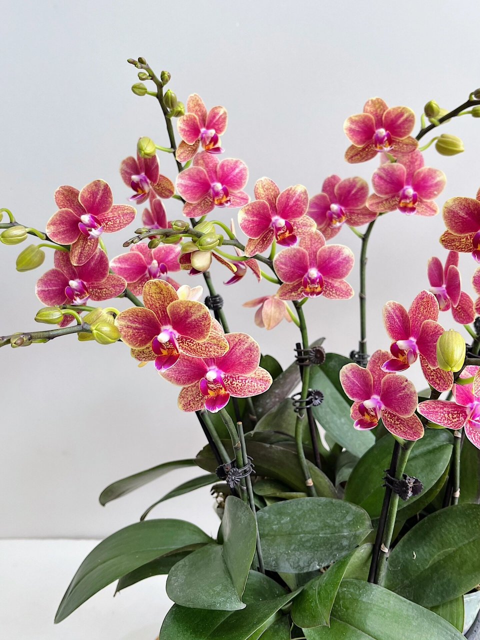 复古金蝶蝴蝶兰 | 广州岭南花市蝴蝶兰批发  99岭南花卉市场b区g05