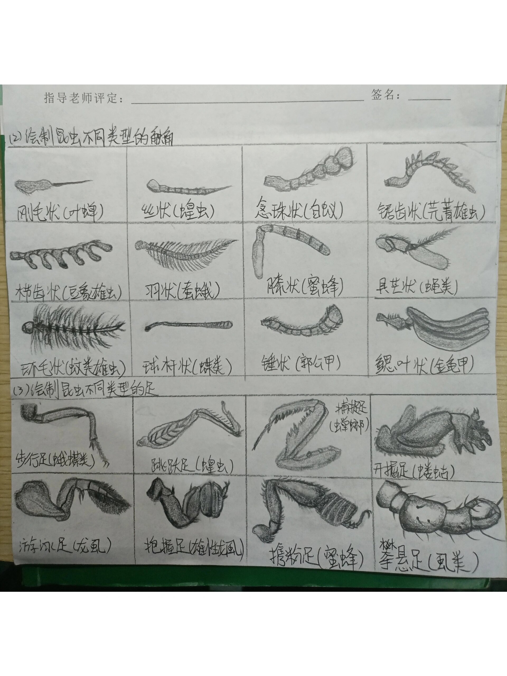 昆虫不同类型的触角,足和翅膀