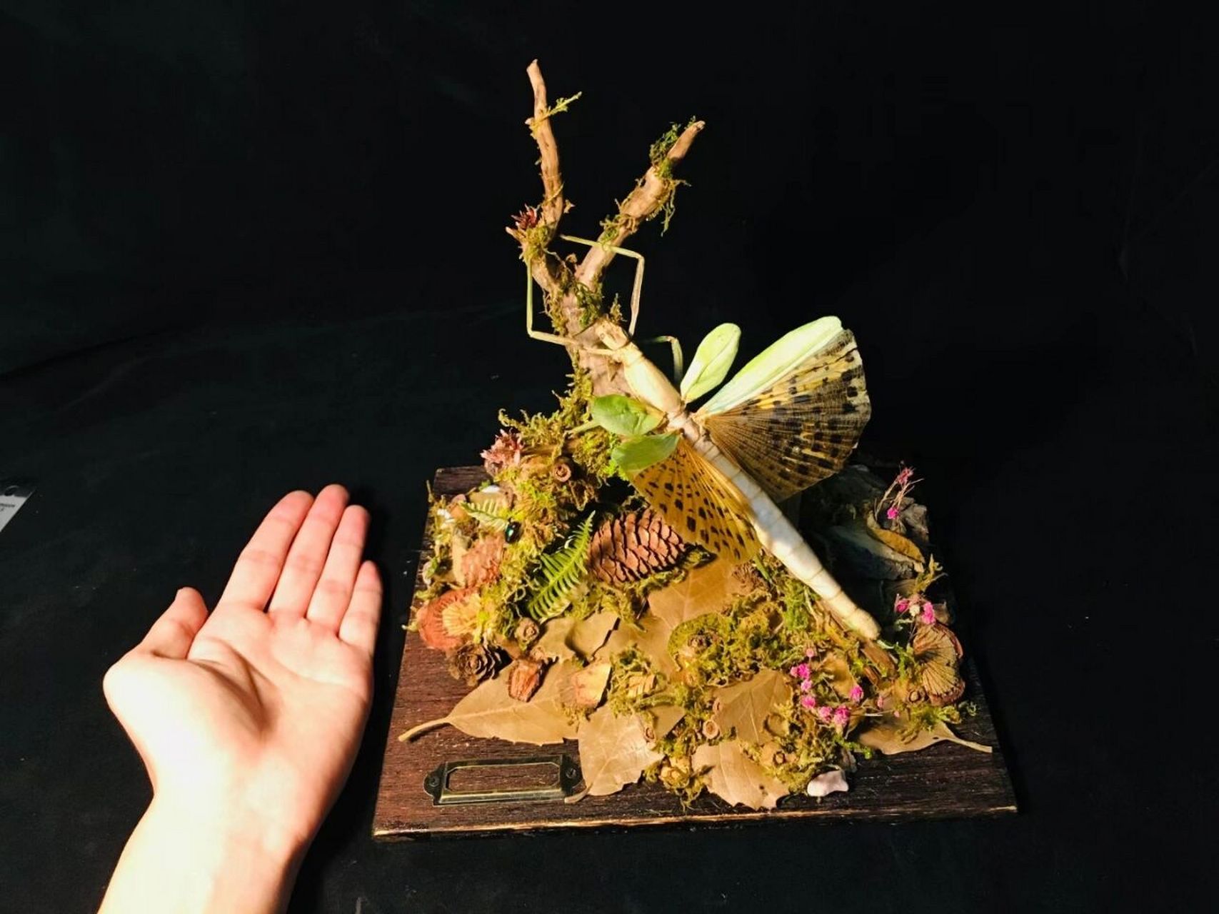 斑豹竹节虫 斑豹竹节虫生态造景 像是将大自然的一块搬了出来.