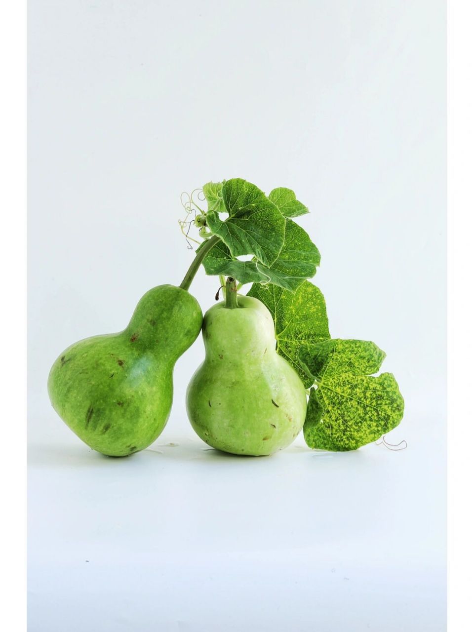 绘画素材:葫芦 绘画素材:葫芦!