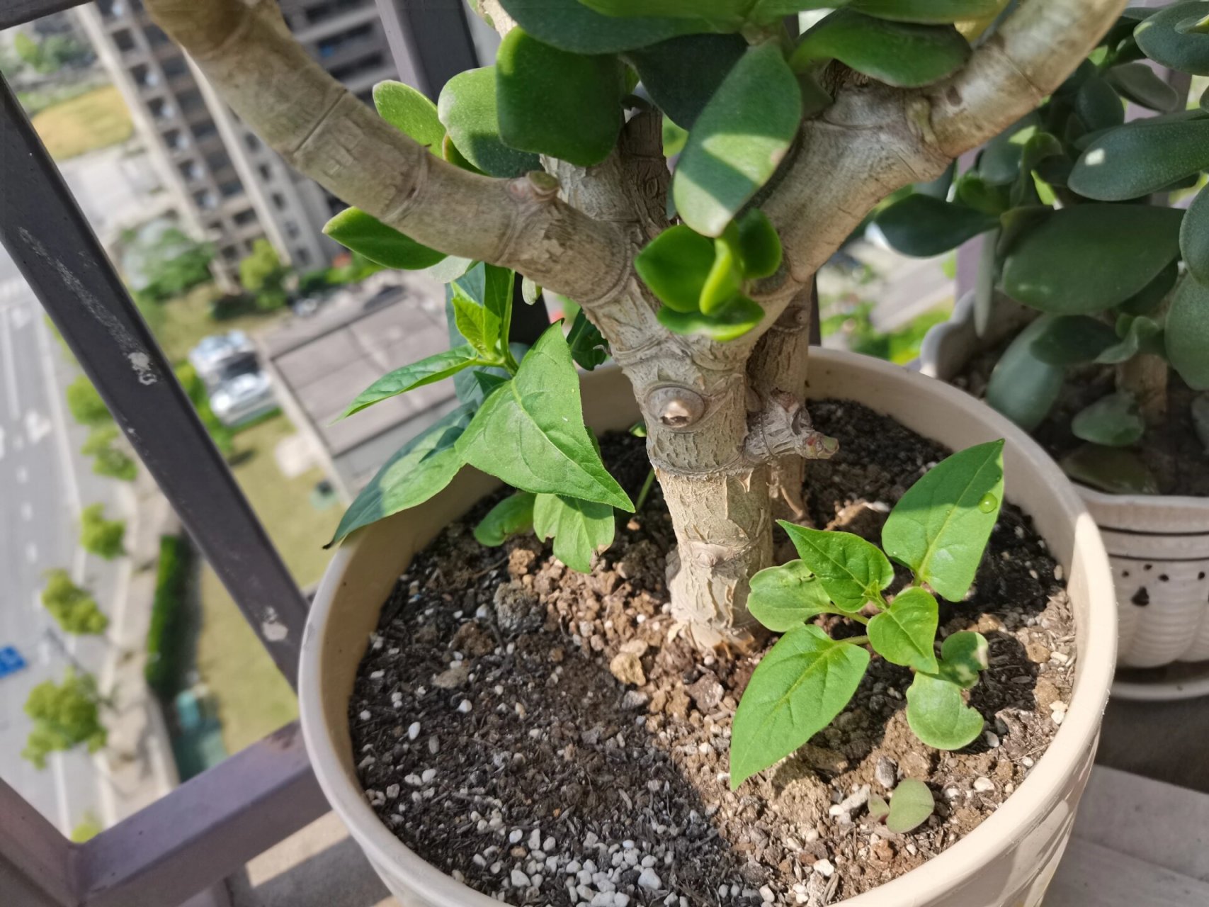 种花日记 | 紫茉莉(地雷花) 春暖花开五月了 确认过搜图,是紫茉莉