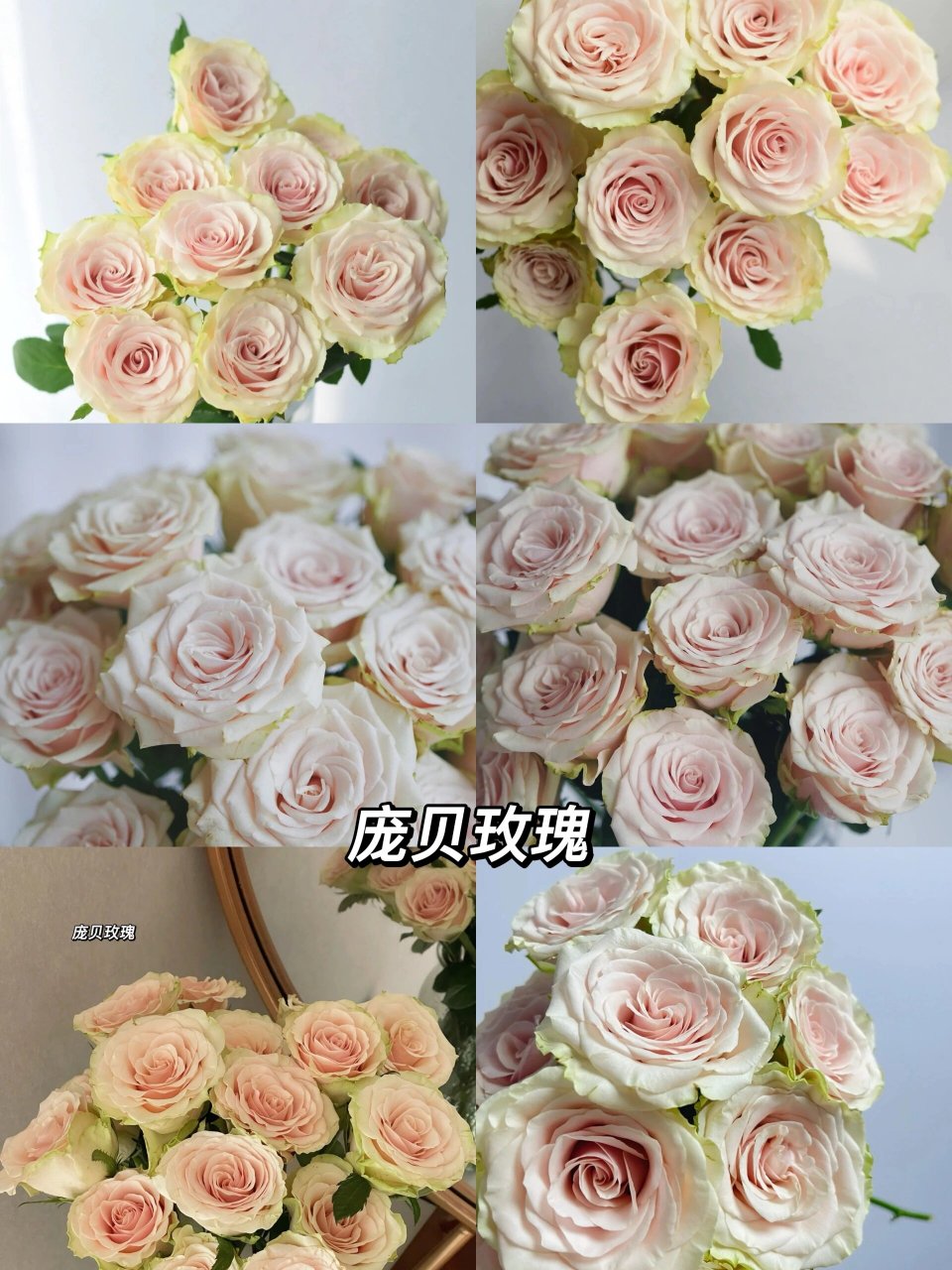 每天认识一种花--庞贝玫瑰 庞贝玫瑰 花瓣绿色,花芯肉粉色系,花期超长