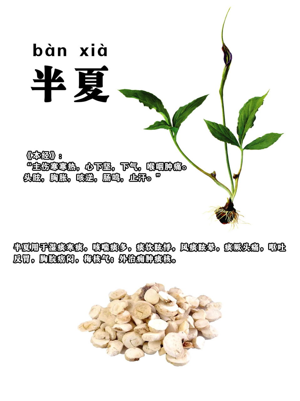 为天南星科植物半夏的干燥 块茎.