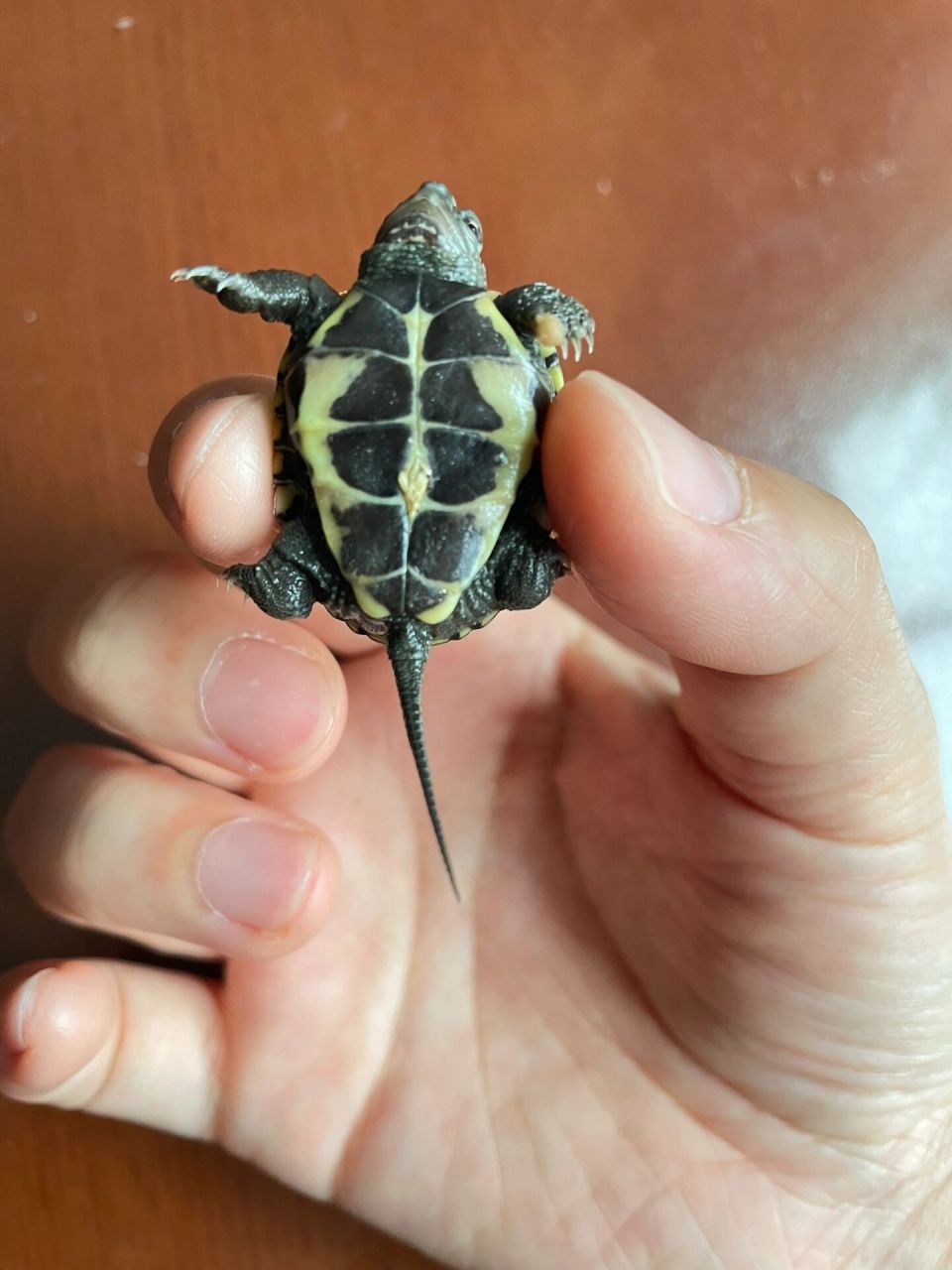龟友帮我看看小草龟肚脐算是收好了吗 朋友送的小草龟,肚脐这样算是收