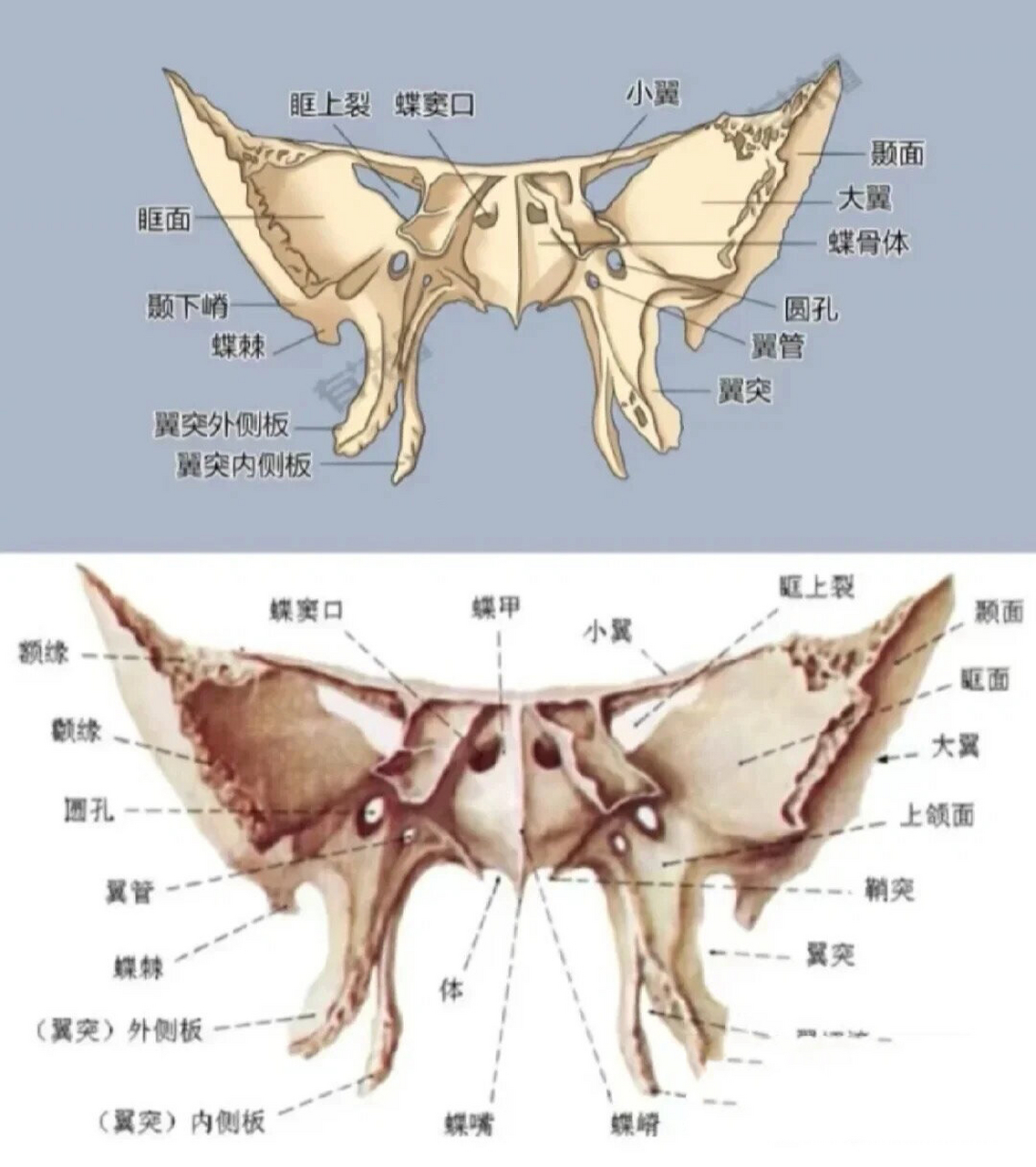 蝶骨壁纸图片