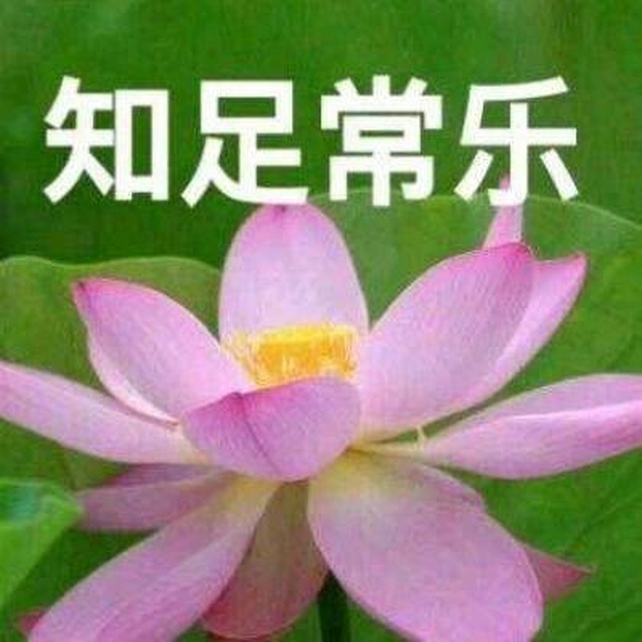 花草带字头像图片大全图片