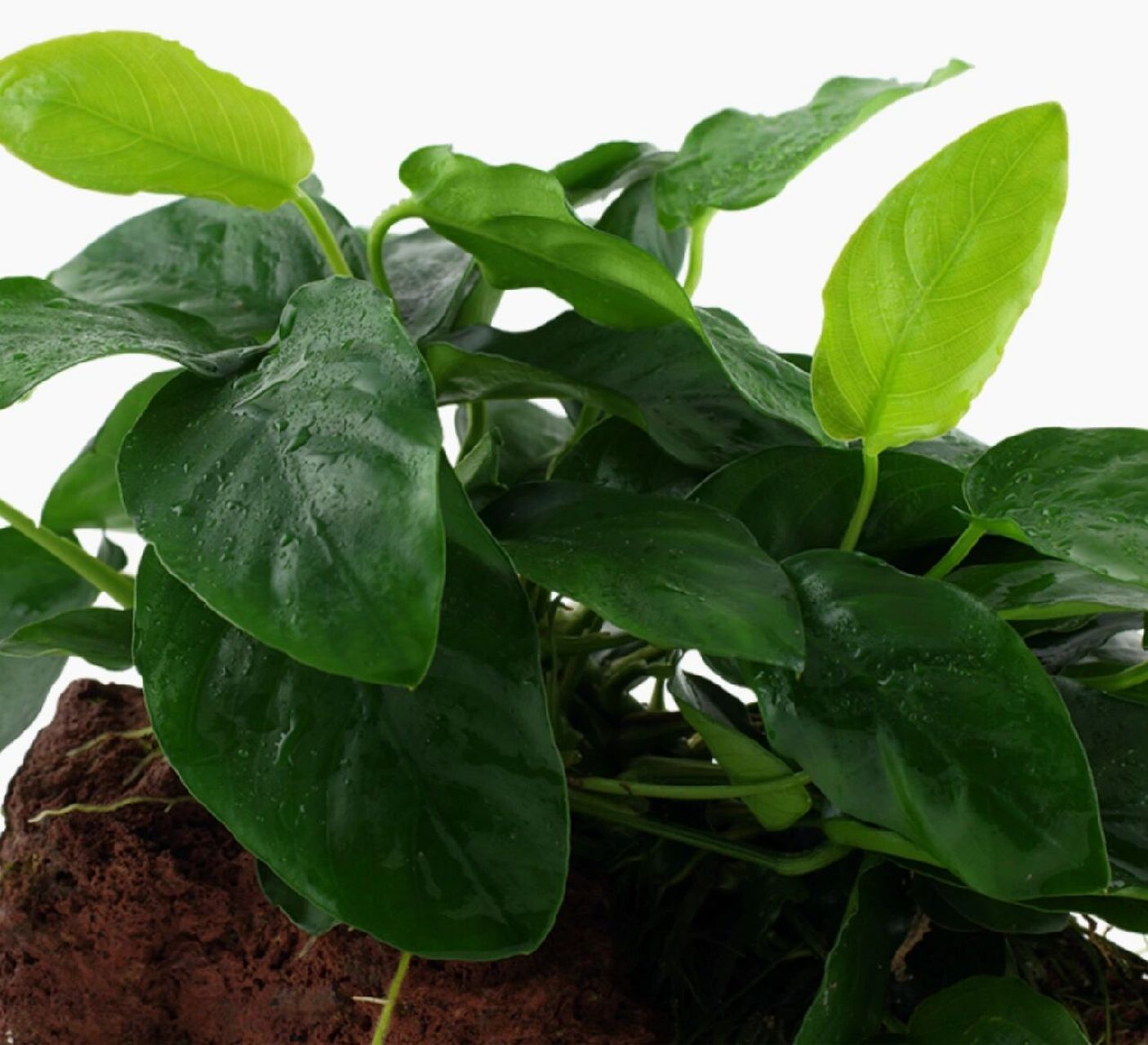 水草图鉴之小水榕 中文名称:小榕,小水榕拉丁学名:anubias barteri