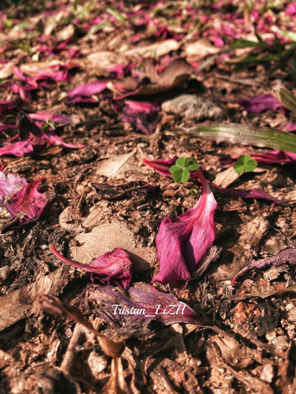 落红不是无情物,化作春泥更护花 如题#我的日常# #壁纸