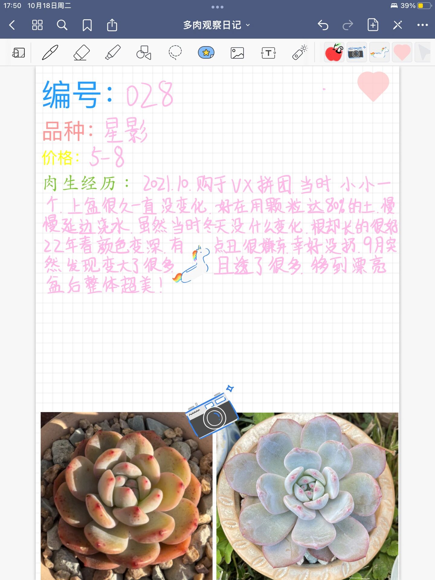多肉观察日记91
