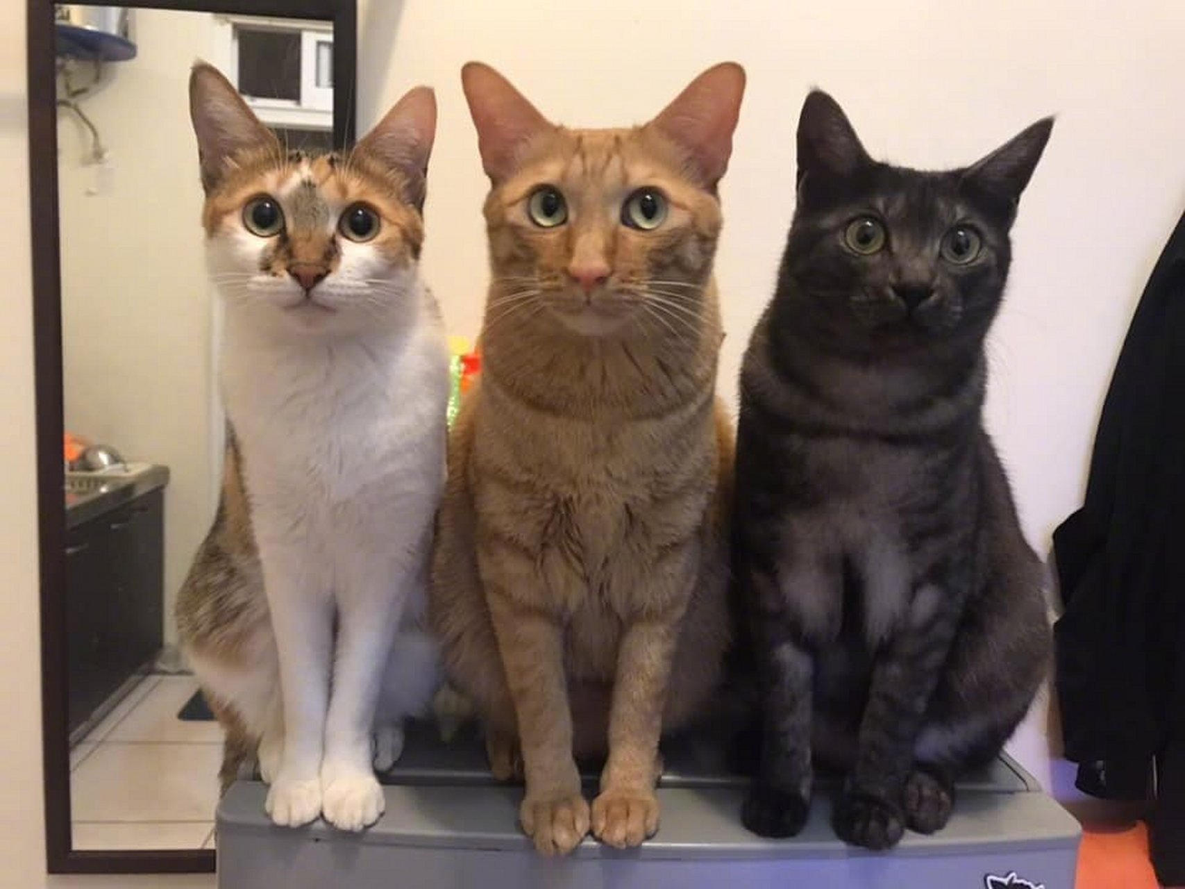 3只小呆猫站在一起合照,其中一只竟然会放电!