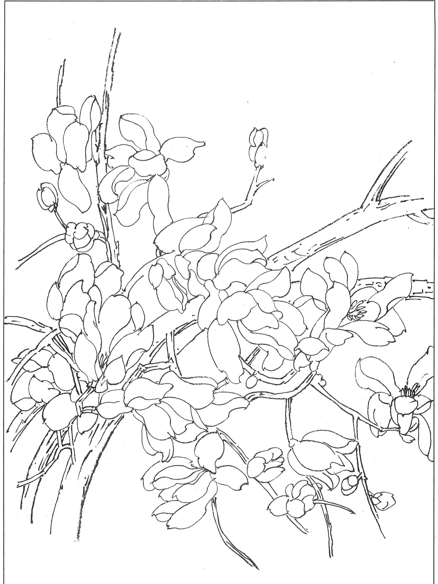 玉兰花白描线描底稿中国传统国画学习素材