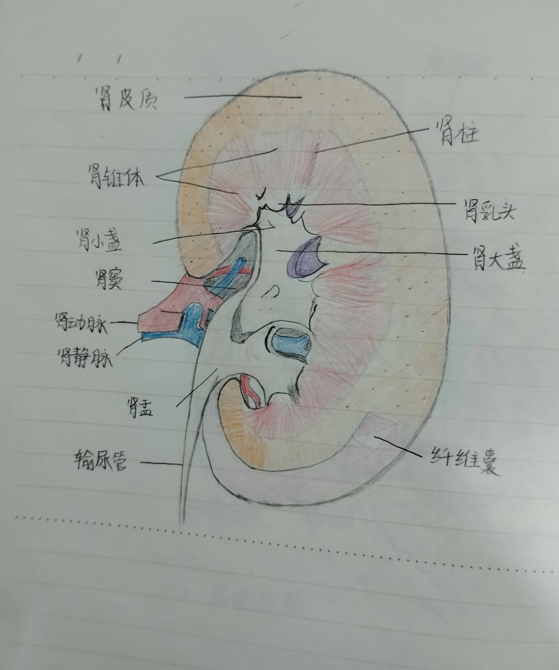 肾冠状切面 手绘图