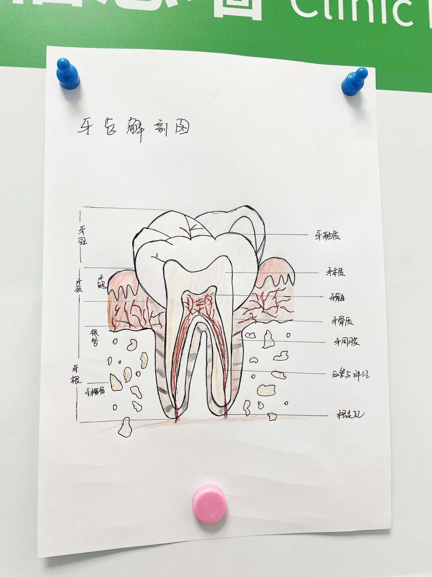 手绘牙齿解剖图
