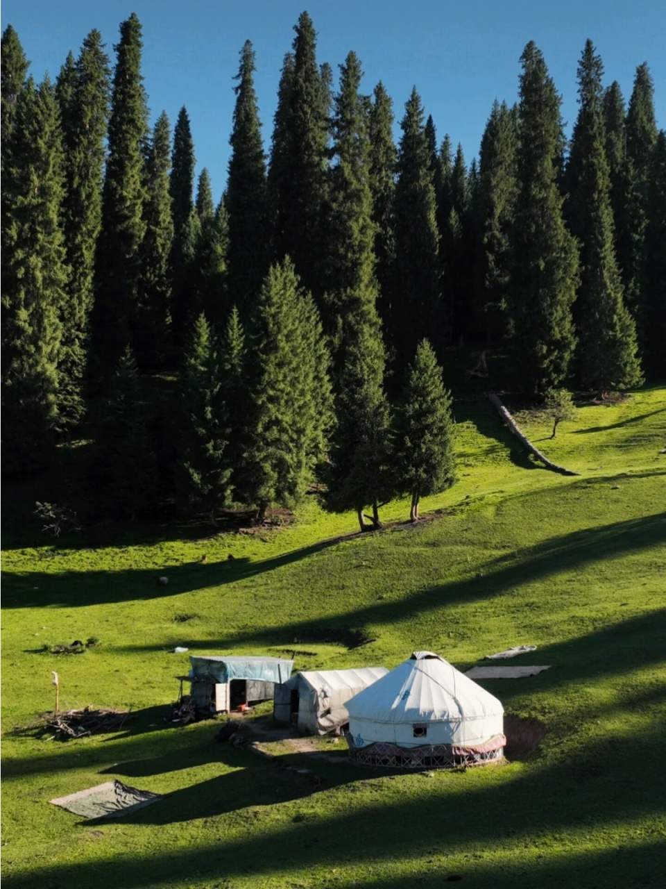 新疆伊犁 | 小众草原95秘境--恰西98· 99导航:恰西森林公园