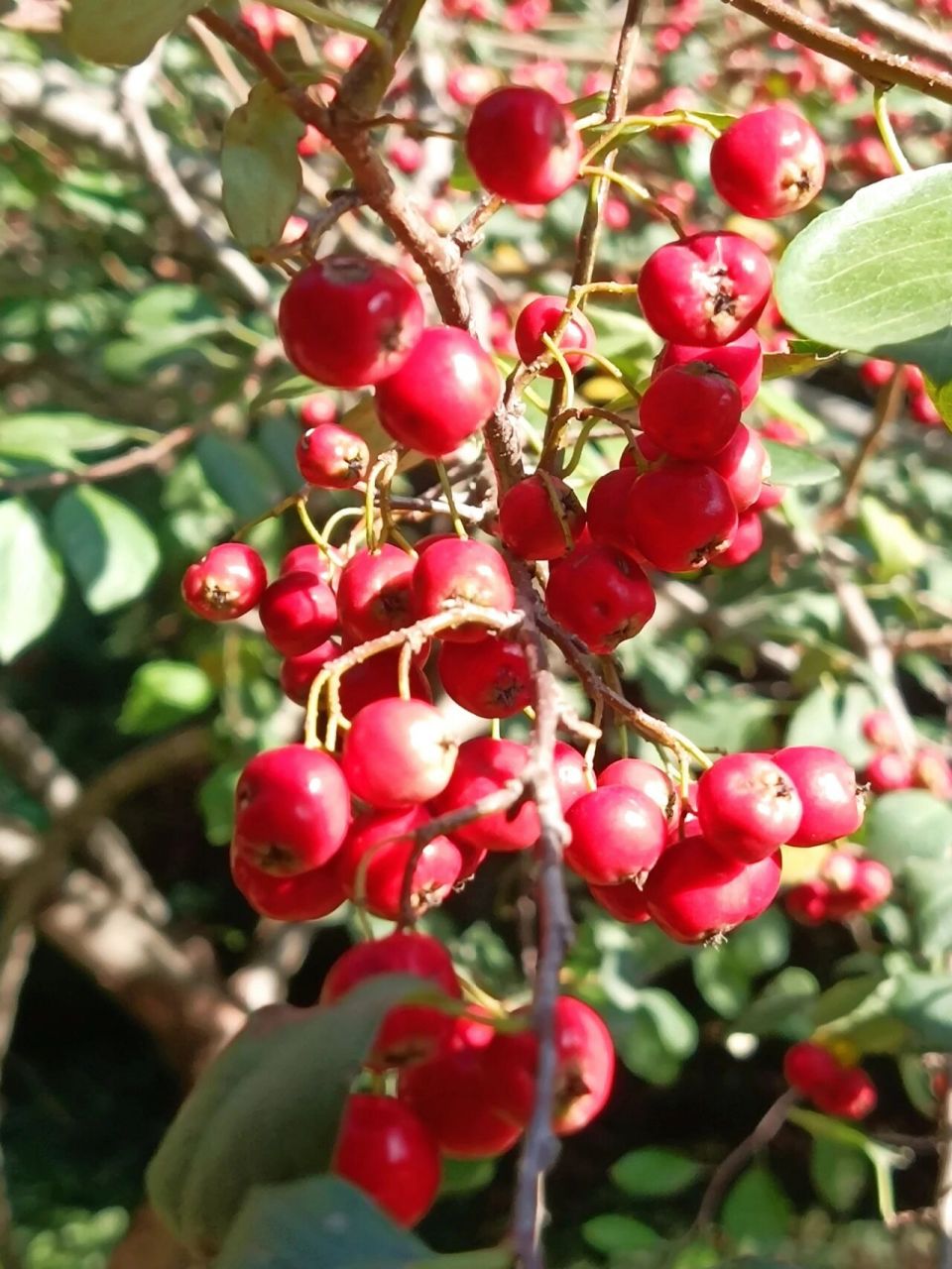 秋天,水栒子红艳艳的果实挂满枝头 94水栒子观赏价值高,水栒子枝条