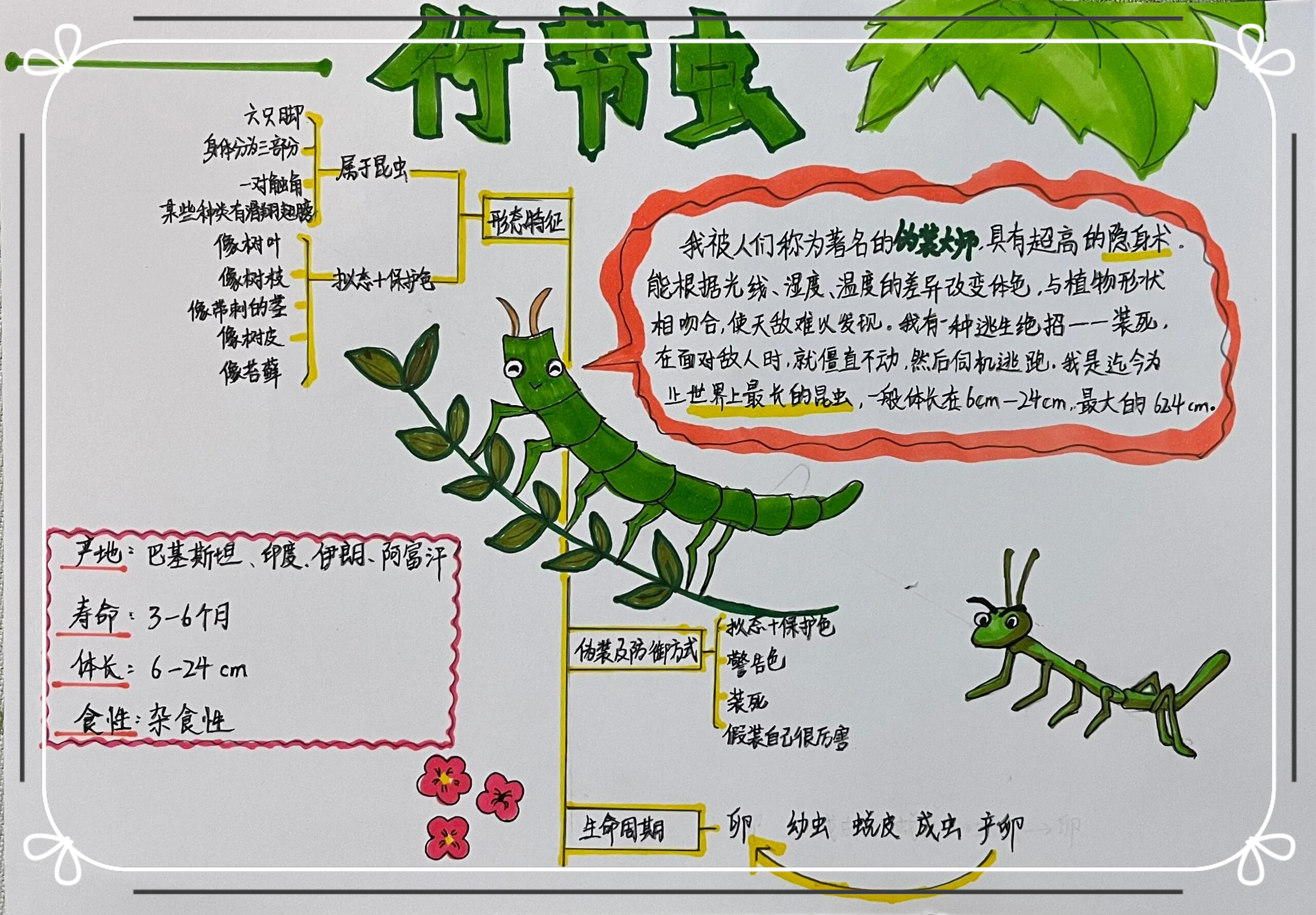 竹节虫,一种神奇的昆虫,它们拥有独特的形态和生存技巧