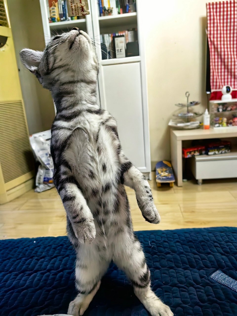 美短虎斑猫怎么看品相,纯种怎么分 美短虎斑又叫美国短毛猫,皮实好养